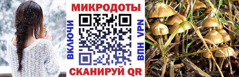 Псилоцибиновые грибы Psilocybe  Троицк 